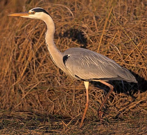 Grey Heron